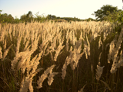 and another idyllic picture