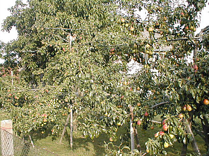 tree which houses two German elephants